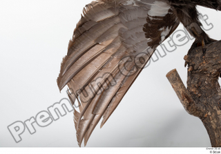 Western capercaillie back feathers wings 0006.jpg